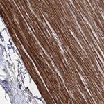 CCDC53 Polyclonal Antibody