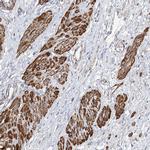 CCDC53 Antibody in Immunohistochemistry (Paraffin) (IHC (P))