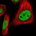 BUD13 Polyclonal Antibody