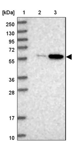 BUD13 Antibody in Western Blot (WB)