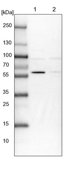 BUD13 Antibody in Western Blot (WB)