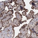 ZCCHC24 Antibody in Immunohistochemistry (Paraffin) (IHC (P))