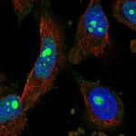 PCGF5 Antibody in Immunocytochemistry (ICC/IF)
