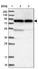ENOX1 Antibody in Western Blot (WB)