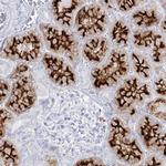 SLC3A1 Antibody in Immunohistochemistry (Paraffin) (IHC (P))