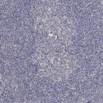 SEMA4G Antibody in Immunohistochemistry (Paraffin) (IHC (P))