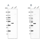 C5orf33 Antibody in Western Blot (WB)