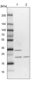 EXOSC1 Antibody in Western Blot (WB)