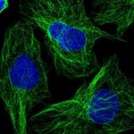 WBP1L Antibody in Immunocytochemistry (ICC/IF)