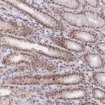 APC4 Polyclonal Antibody