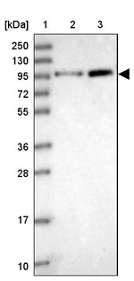 APC4 Antibody in Western Blot (WB)