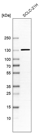TGFBRAP1 Antibody in Western Blot (WB)