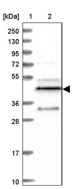 C10orf97 Antibody in Western Blot (WB)