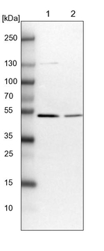 C10orf97 Antibody in Western Blot (WB)