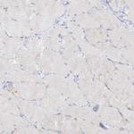 SEC23IP Antibody in Immunohistochemistry (Paraffin) (IHC (P))