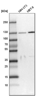 SEC23IP Antibody in Western Blot (WB)