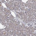 PRPF40B Antibody in Immunohistochemistry (IHC)