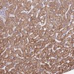 ATE1 Antibody in Immunohistochemistry (Paraffin) (IHC (P))