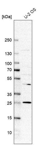 REXO2 Antibody in Western Blot (WB)
