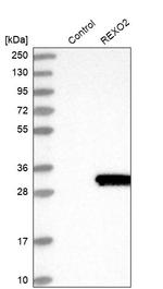 REXO2 Antibody in Western Blot (WB)