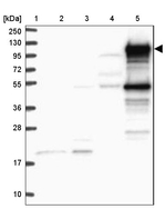 PIK3AP1 Antibody in Western Blot (WB)