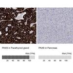 PAX9 Antibody