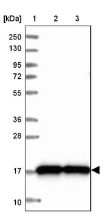CNPY2 Antibody in Western Blot (WB)