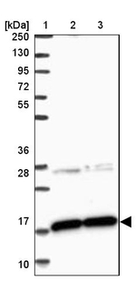 CNPY2 Antibody in Western Blot (WB)