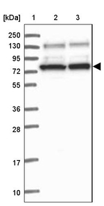 PPP6R3 Antibody in Western Blot (WB)