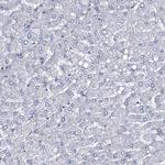 MCMBP Antibody in Immunohistochemistry (IHC)