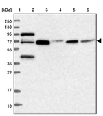 MCMBP Antibody in Western Blot (WB)