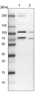 MCMBP Antibody in Western Blot (WB)