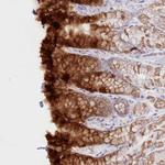 PSAPL1 Antibody in Immunohistochemistry (Paraffin) (IHC (P))