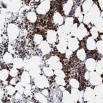 C12orf41 Antibody in Immunohistochemistry (Paraffin) (IHC (P))