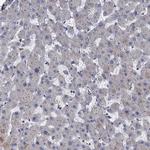C12orf41 Antibody in Immunohistochemistry (Paraffin) (IHC (P))