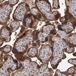 C12orf41 Antibody in Immunohistochemistry (Paraffin) (IHC (P))