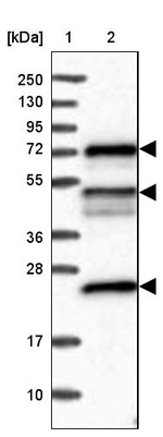 C12orf41 Antibody in Western Blot (WB)