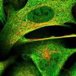 C12orf41 Polyclonal Antibody