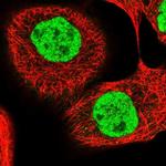 PPRC1 Polyclonal Antibody