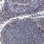 PPRC1 Antibody in Immunohistochemistry (Paraffin) (IHC (P))