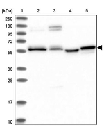 PPRC1 Antibody in Western Blot (WB)