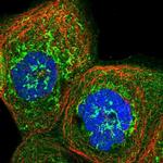 MRPS35 Polyclonal Antibody