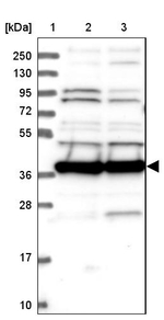 MRPS35 Antibody in Western Blot (WB)