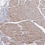 ANGPTL5 Polyclonal Antibody