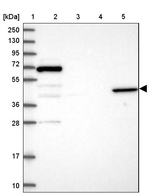 ANGPTL5 Antibody in Western Blot (WB)