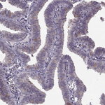 WDR63 Antibody in Immunohistochemistry (Paraffin) (IHC (P))