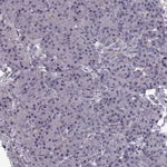 WDR63 Antibody in Immunohistochemistry (Paraffin) (IHC (P))