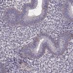 WDR63 Antibody in Immunohistochemistry (IHC)