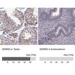 WDR63 Antibody