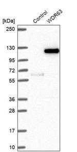 WDR63 Antibody in Western Blot (WB)